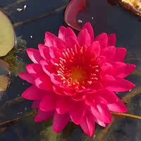 Water lilies with flower buds are dispatched. They can be grown in water all year round. They are large water lily seedlings with root blocks. They are cold-resistant lotus and water lily hydroponic plants thumbnail 5