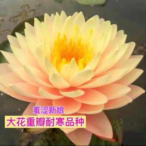 羞涩新娘观赏高端睡莲苗水缸池塘种植水养花卉盆栽多年生耐寒植物