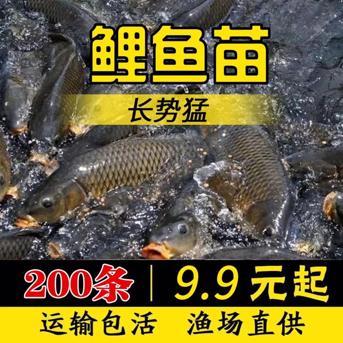 正宗黑鲤鱼苗建鲤丰鲤鱼稻田鲤淡水养殖鱼苗冷水观赏鱼苗全部包邮