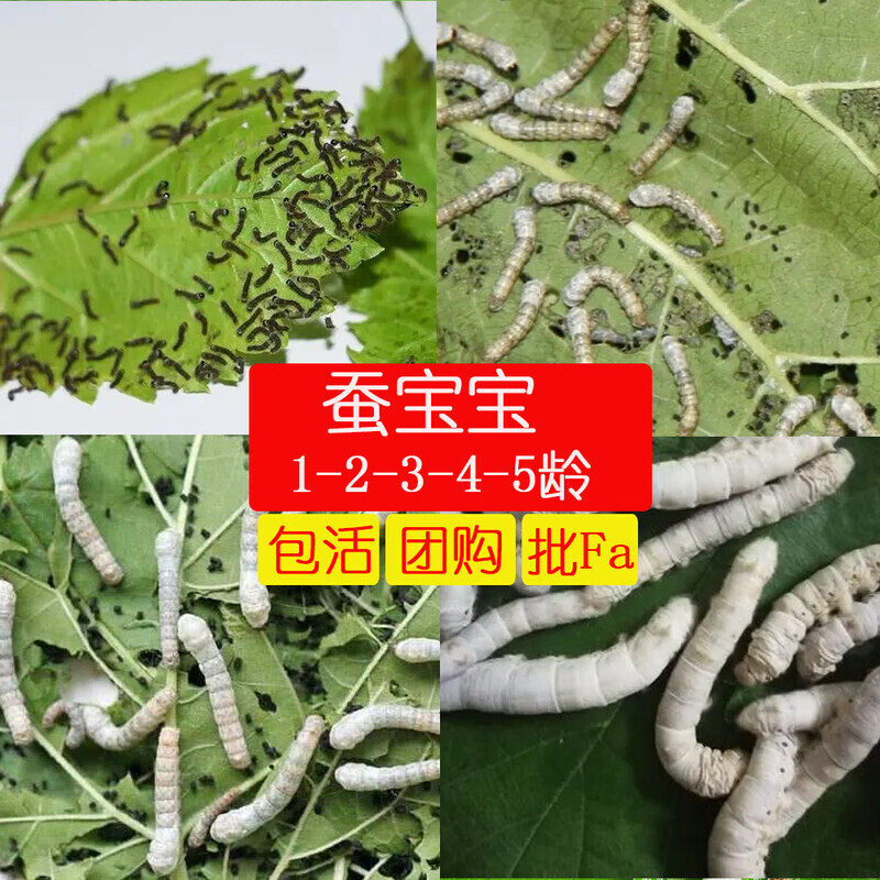 蚕宝宝活体套装 活体 蚁蚕 一蚕宝宝