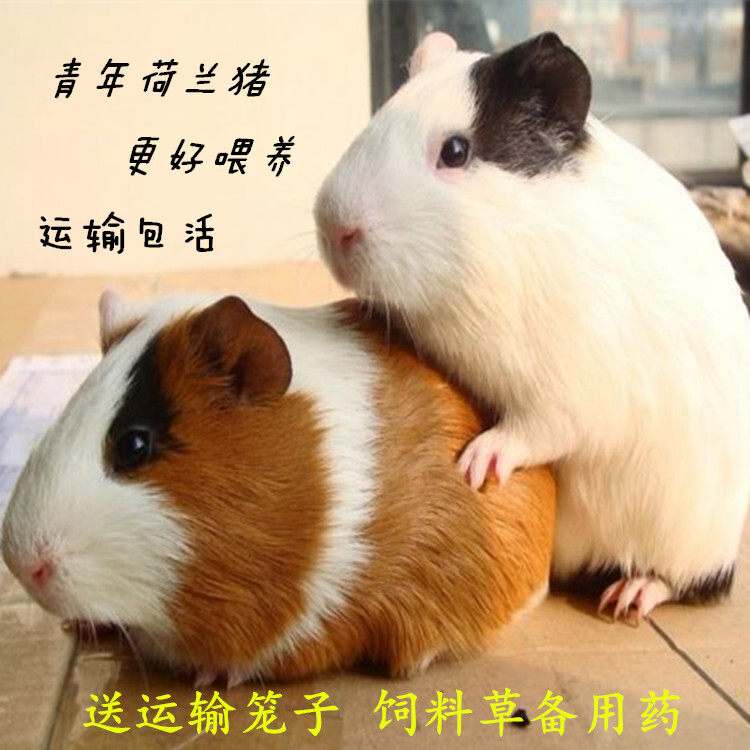 自家繁殖宠物荷兰猪活体荷兰鼠活体豚鼠活物宝天竺鼠运输包活健康