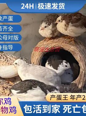 迷你宠物活鸡网红鸡下蛋包邮观赏成年下蛋鸡颜色丰富公母可繁殖