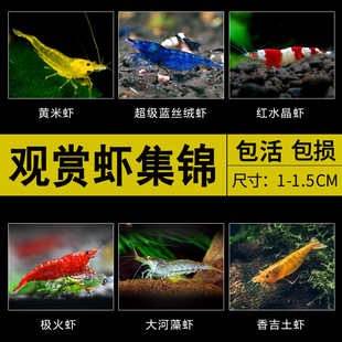 观赏虾极火虾琉璃虾蓝丝绒虾水晶虾宽背黄米虾黑壳虾樱花虾除藻虾