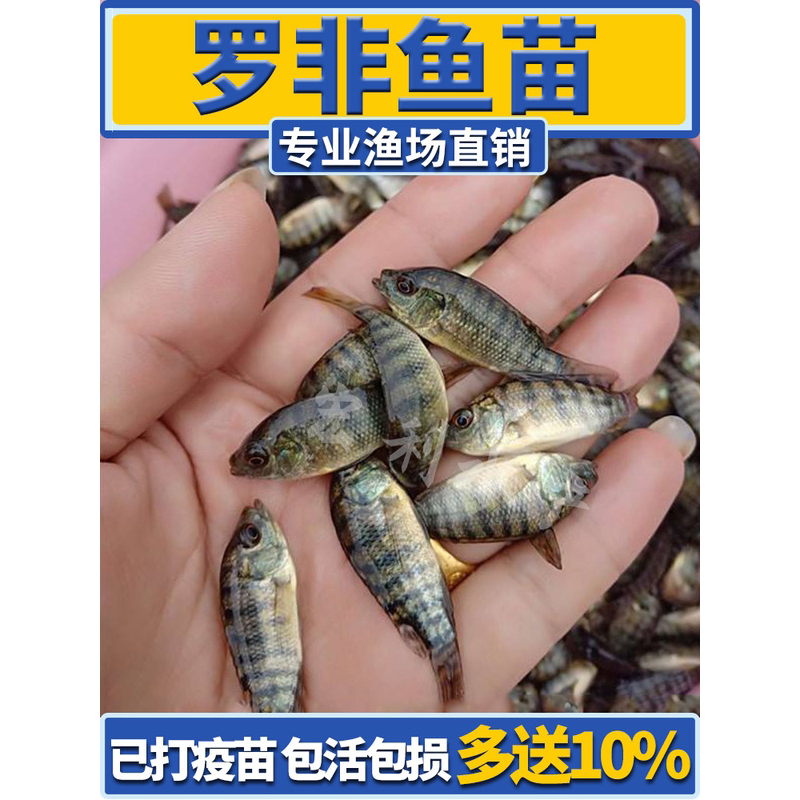 罗非鱼苗新吉富雄性罗非鱼苗活鱼苗食用特大脆肉罗非鱼苗淡水养殖图片
