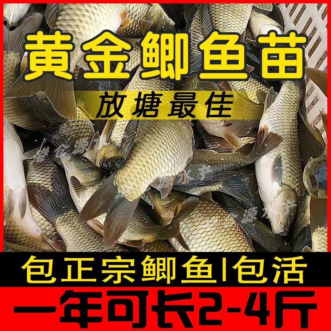大品种黄金鲫鱼苗中科五号工程鲫湘云鲫高背鲫大板鲫淡水养殖活体