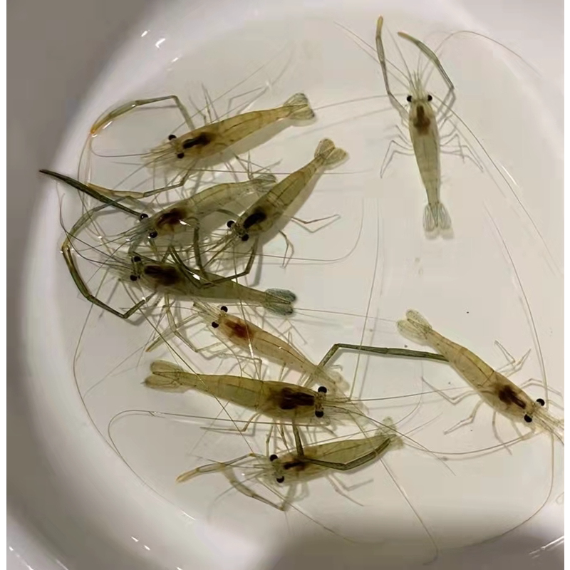 河虾草虾淡水除藻长臂虾大眼贼观赏虾活体草缸原生冷水免加温包邮