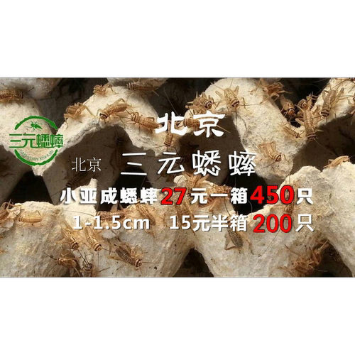活体饲料 蛐蛐 蟋蟀 白蛐蛐 鱼鸟爬虫 活食 （小亚成）1-1.5 cm
