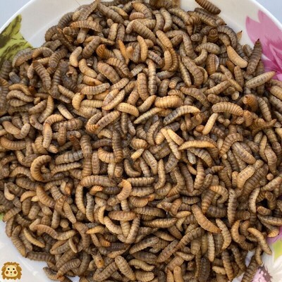 黑水虻鱼饵钓鲫鱼黄骨鱼鯰鱼鲤鱼活体鱼饵宠物水产高蛋白营养饲料