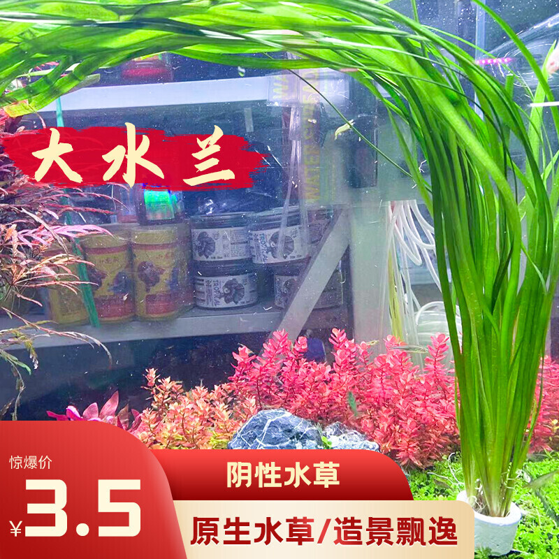 大水兰原生缸水草活体自养水下叶阴性后景草鱼缸造景淡水植物苦草图片