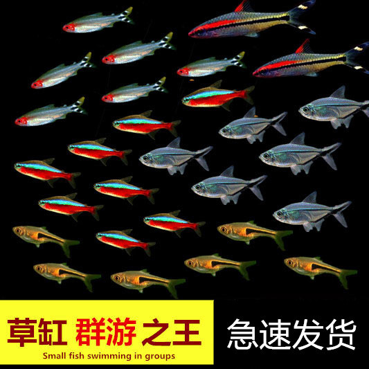 活体热带鱼小型淡水鱼苗观赏鱼宝莲灯红鼻剪刀三角灯鱼灯科鱼群游图片