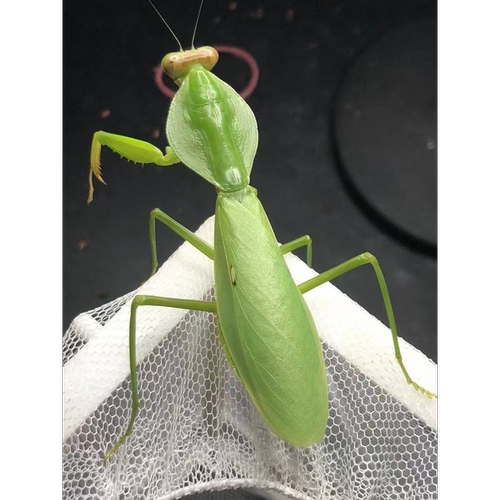 成体螳螂宠物卵夹幼体广斧圆盾兰花大刀宽背螳螂活虫现货爬虫螳螂