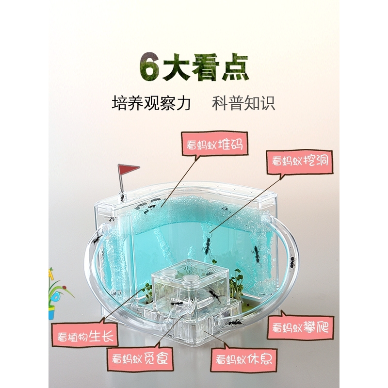 蚂蚁工坊别墅家园 城堡生态学生蚁巢庄园 小宠物活体弓背蚁后盒子