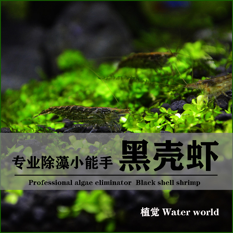 黑壳虾草虾河虾水草缸生物除藻能手清洁水草造景鱼缸除苔工具饲料