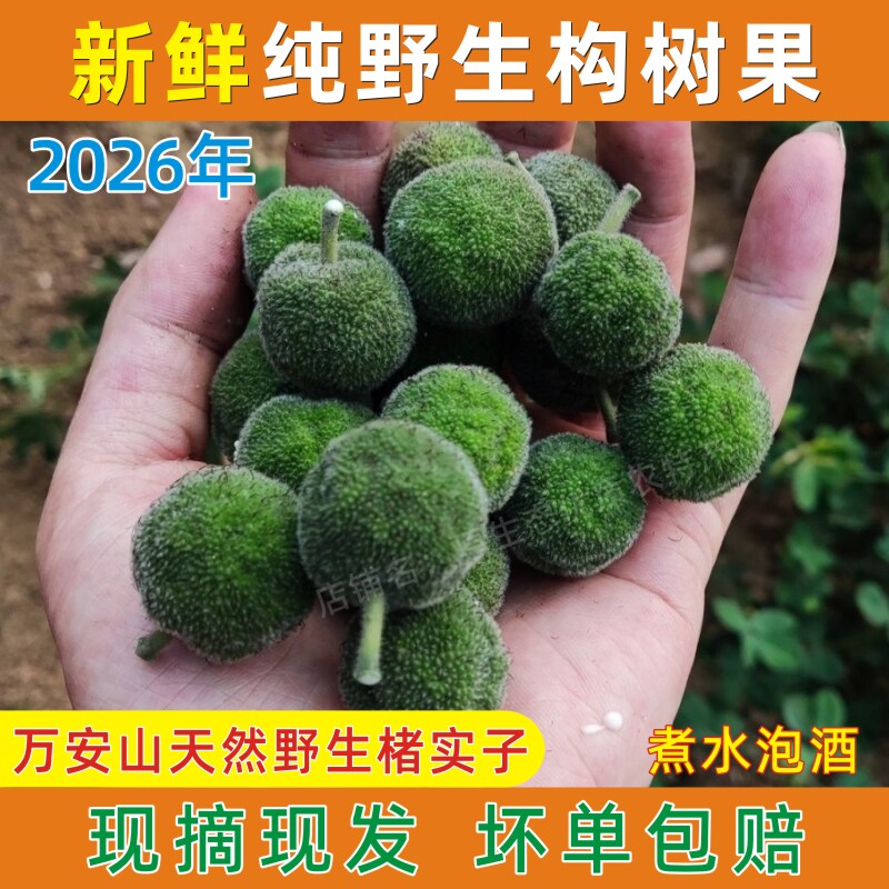 2026年现摘纯野生构树果青果泡酒煮水楮实子河南毛构头新鲜楮树果