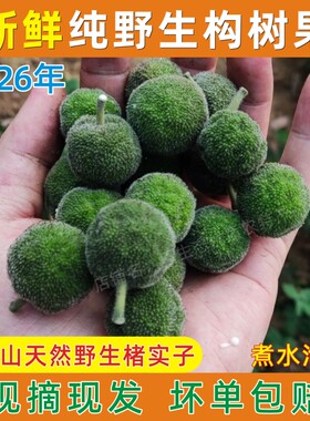 2026年现摘纯野生构树果青果泡酒煮水楮实子河南毛构头新鲜楮树果