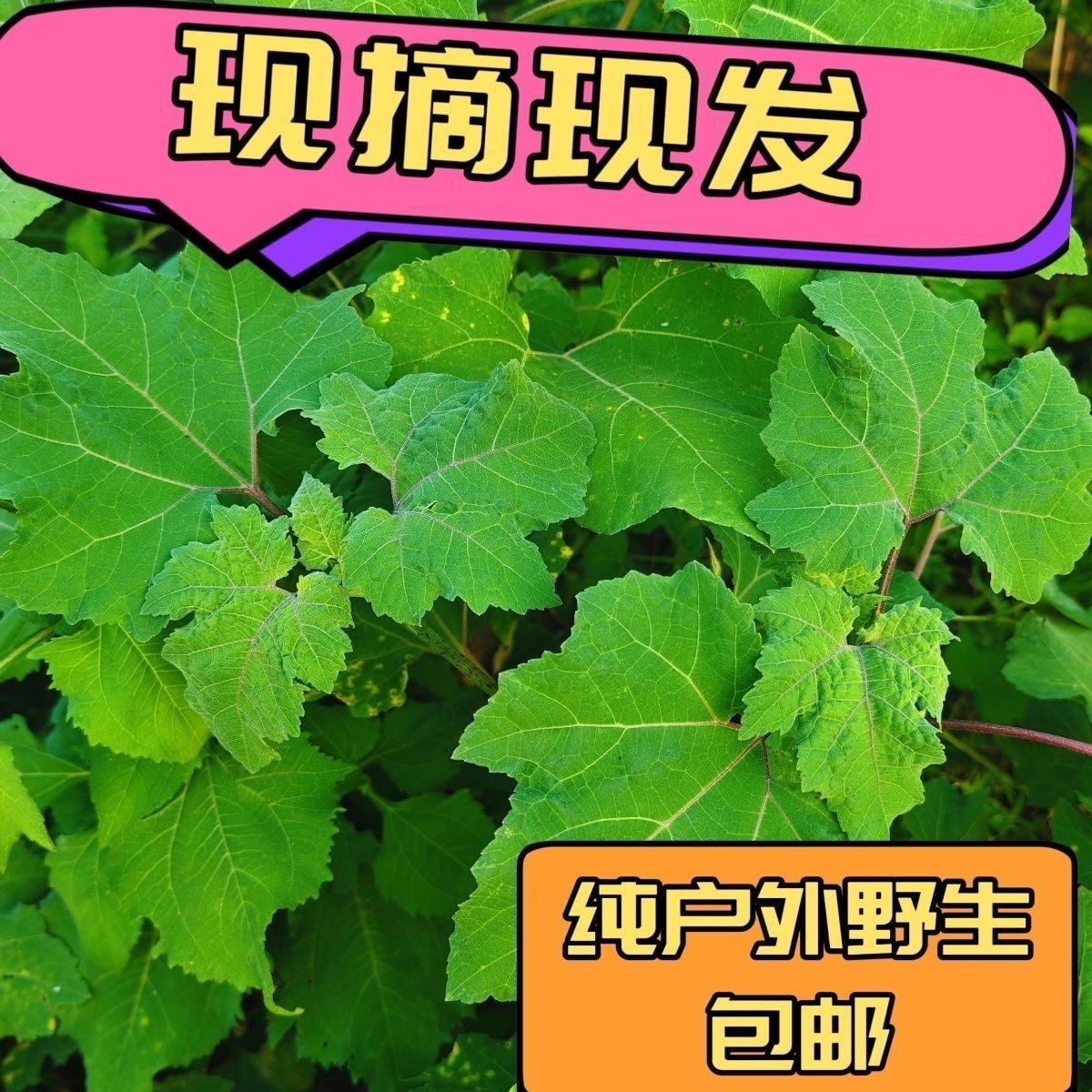 2026年新鲜苍耳纯叶野生苍耳草现采现发苍耳子叶中草药包邮