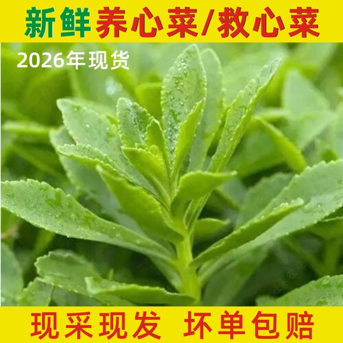新鲜养心菜高钙蔬菜景天三七菜