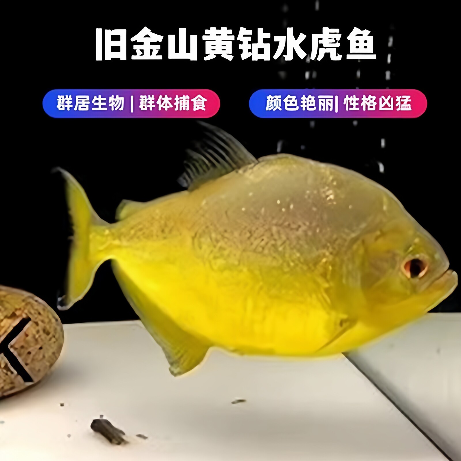 旧金山黄钻水虎鱼肉食性观赏鱼