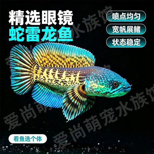黄金眼镜蛇雷龙中大型雷龙新手