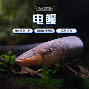 电鳗鱼苗发电机鳗鱼黑鬼鳗鱼南美洲电鳗鱼苗活体淡水鱼观赏鱼活体