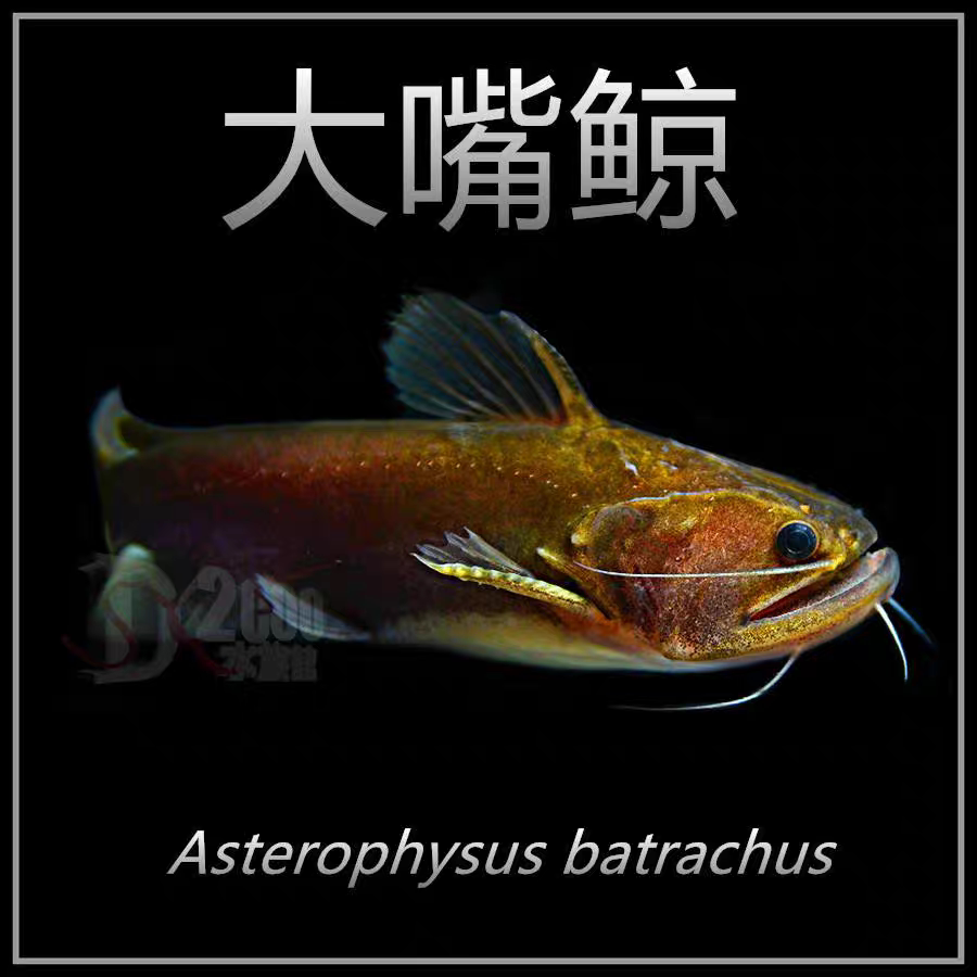 大嘴鲸 颈鳍鲶科 淡水鲸鱼 魔鬼鲶鱼 猛鱼南美鲶鱼热带观赏鱼活体