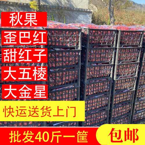 山楂果新鲜40斤批发大五棱大金星甜红子秋果歪把红糖葫芦糖雪球