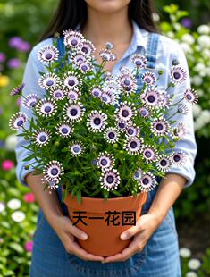 进口稀有南非万寿菊蓝目菊盆栽帶花苞四季开花阳台庭院植物好看