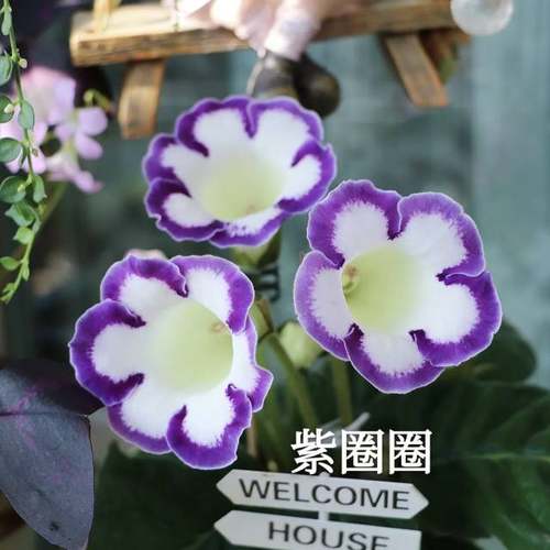 大岩桐重瓣带花盆栽发货花期长芙蓉花带花六雪尼阳台带花发货