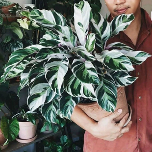 白油画竹芋北欧出锦植物盆栽网红室内客厅净化空气新房绿植