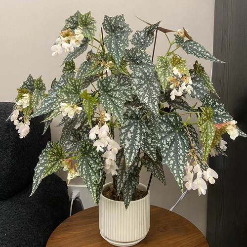 老桩沙丁鱼秋海棠多年生