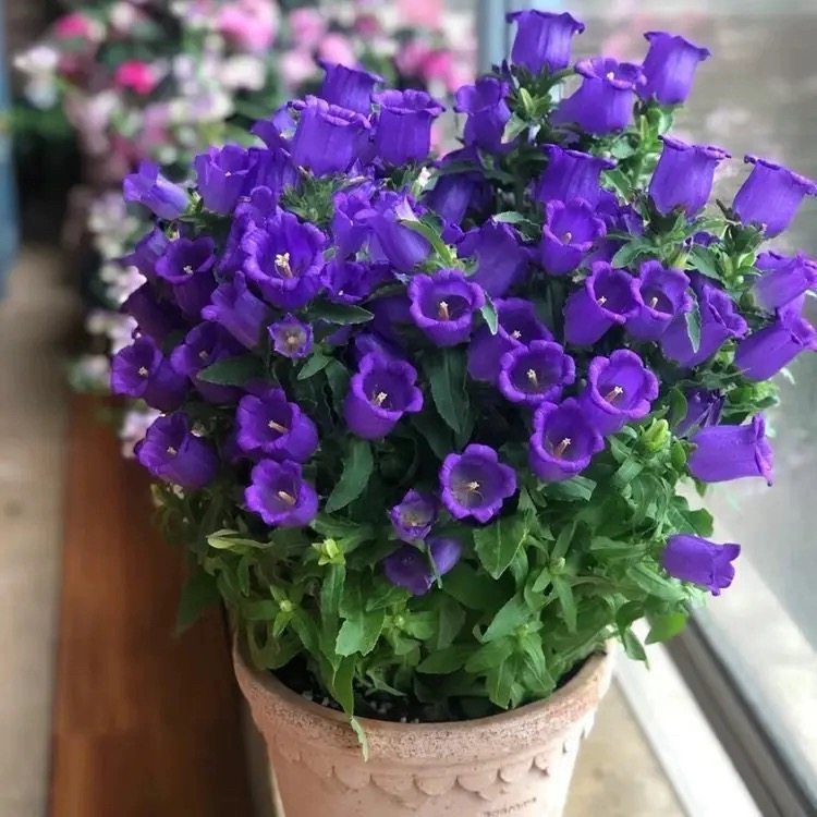 进口大花酒杯风铃花草盆栽带花苞铃铛花阳台庭院