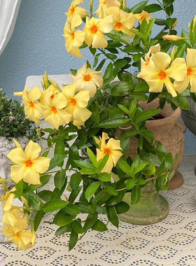 进口 稀有飘香藤爬藤植物 黄色 杏色 很勤花 阳台庭院 多年生