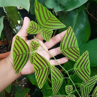 网红飞机草盆栽进口蝙蝠草木本植物蝴室内外观叶花卉绿植盆栽阳台