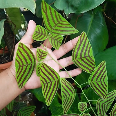 网红飞机草进口蝙蝠草室内好养