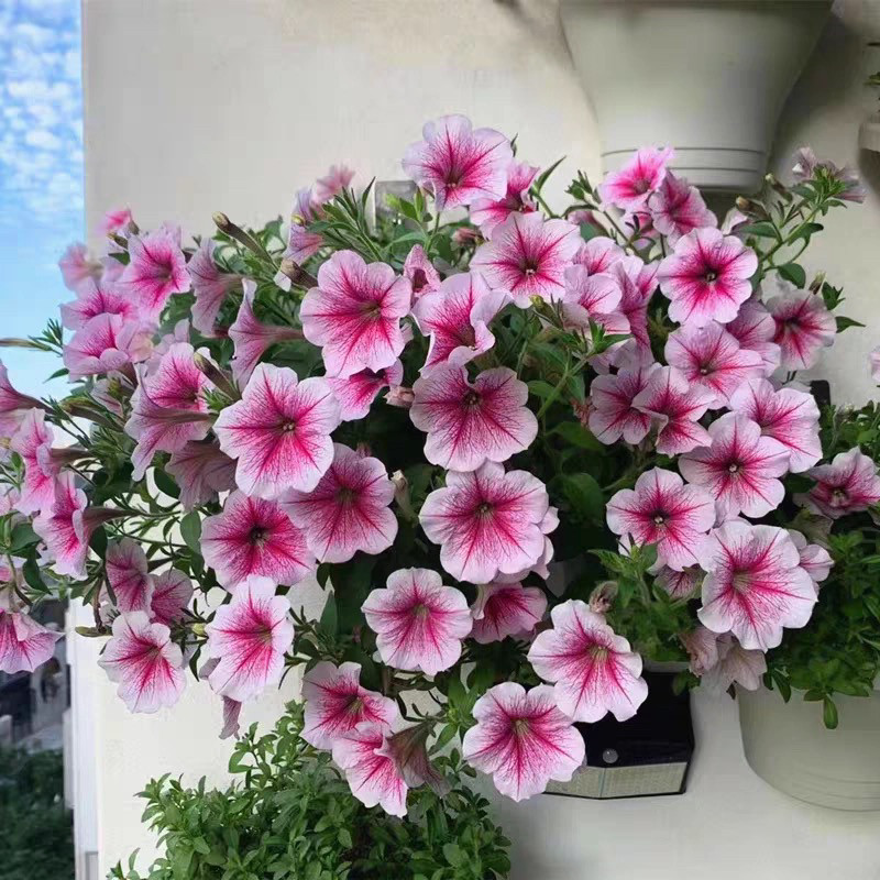 矮牵牛百万小玲盆栽带花苞四季开花阳台庭院植物花卉盆栽