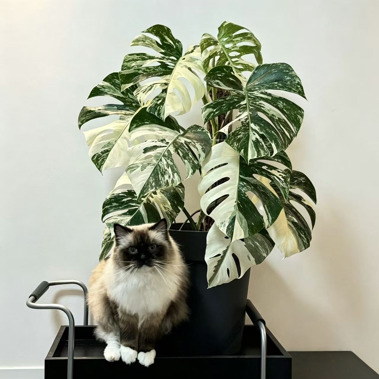 白锦龟背竹 锦化龟背竹 洒金龟背竹室内观叶植物家居室内大型绿植