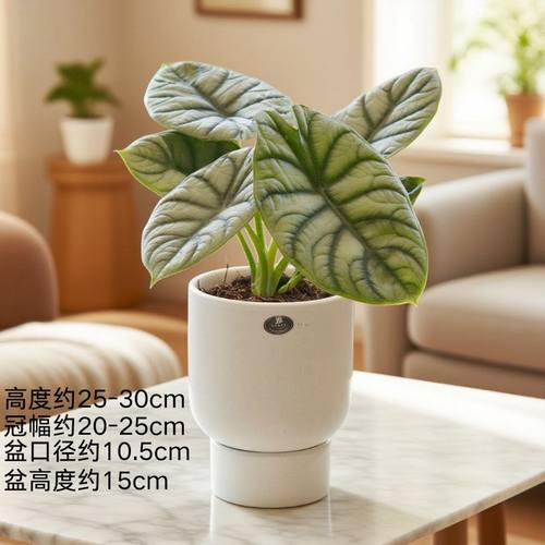 白犀牛海芋耐阴好养ins 风绿植室内办公桌盆栽美观观叶植物好看