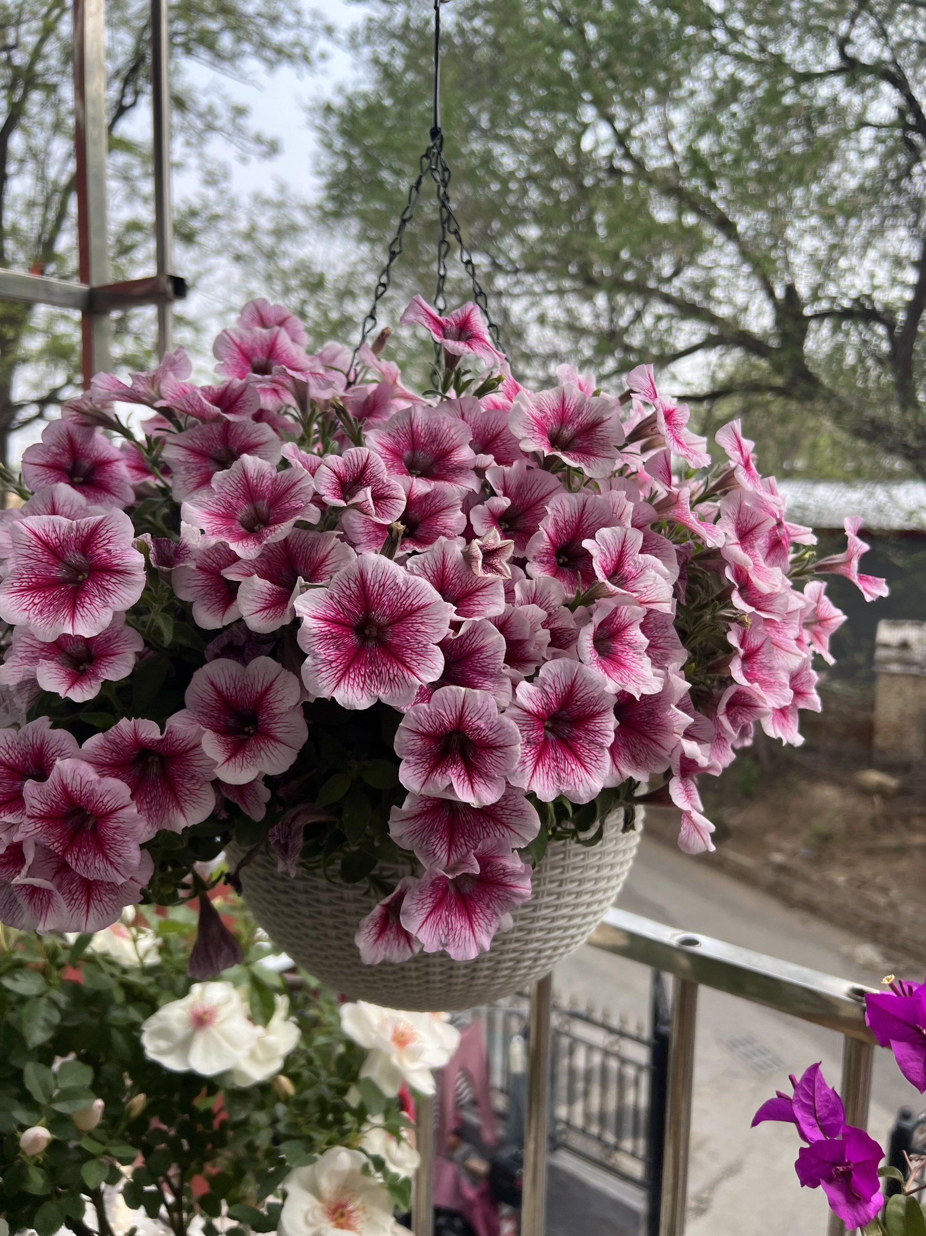 矮牵牛百万小玲盆栽带花苞四季开花阳台庭院植物花卉盆栽