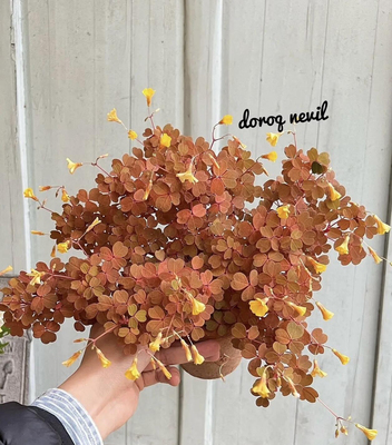 进口熔岩酢浆草盆栽多年生彩叶花境观花观叶植物盆栽