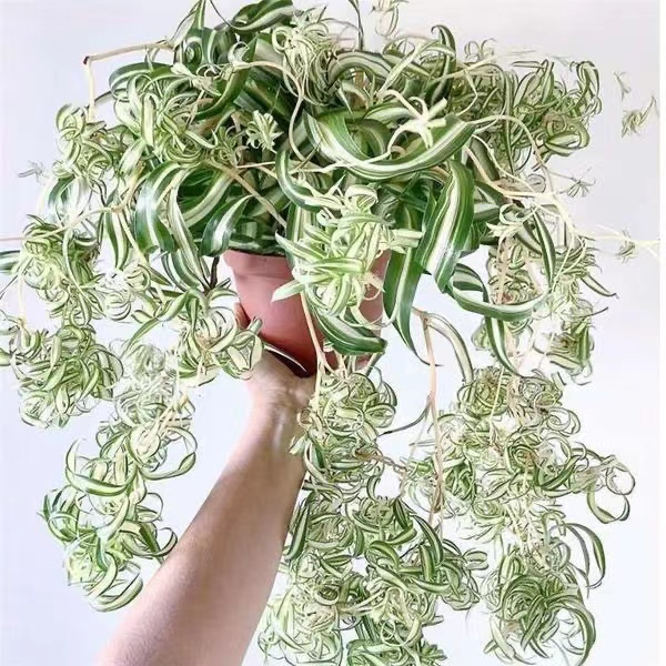 金边卷叶吊兰兰法国女郎邦尼