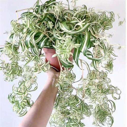 金边卷叶吊兰兰法国女郎邦尼