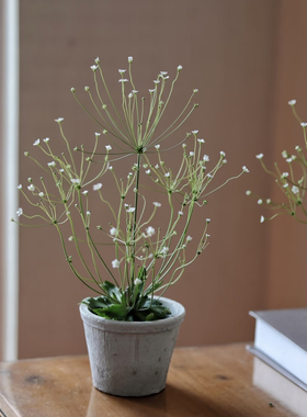 庭院地被精灵点地梅盆栽易种活多年生草本 耐寒 撒播成片开花