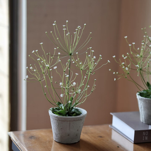 庭院地被精灵点地梅盆栽易种活多年生草本 耐寒 撒播成片开花