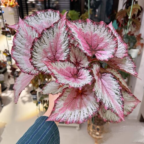 蟆叶秋海棠盆栽室内绿植彩叶芋观叶海芋热植垂丝海棠观叶植物花卉