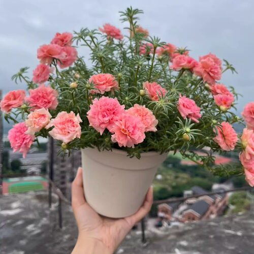 网红爆款西瓜球太阳花苗不断开花