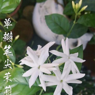 浓香型 棒棒糖笔尖茉莉 带花苞 老桩 夏天好养木本植物 很勤花