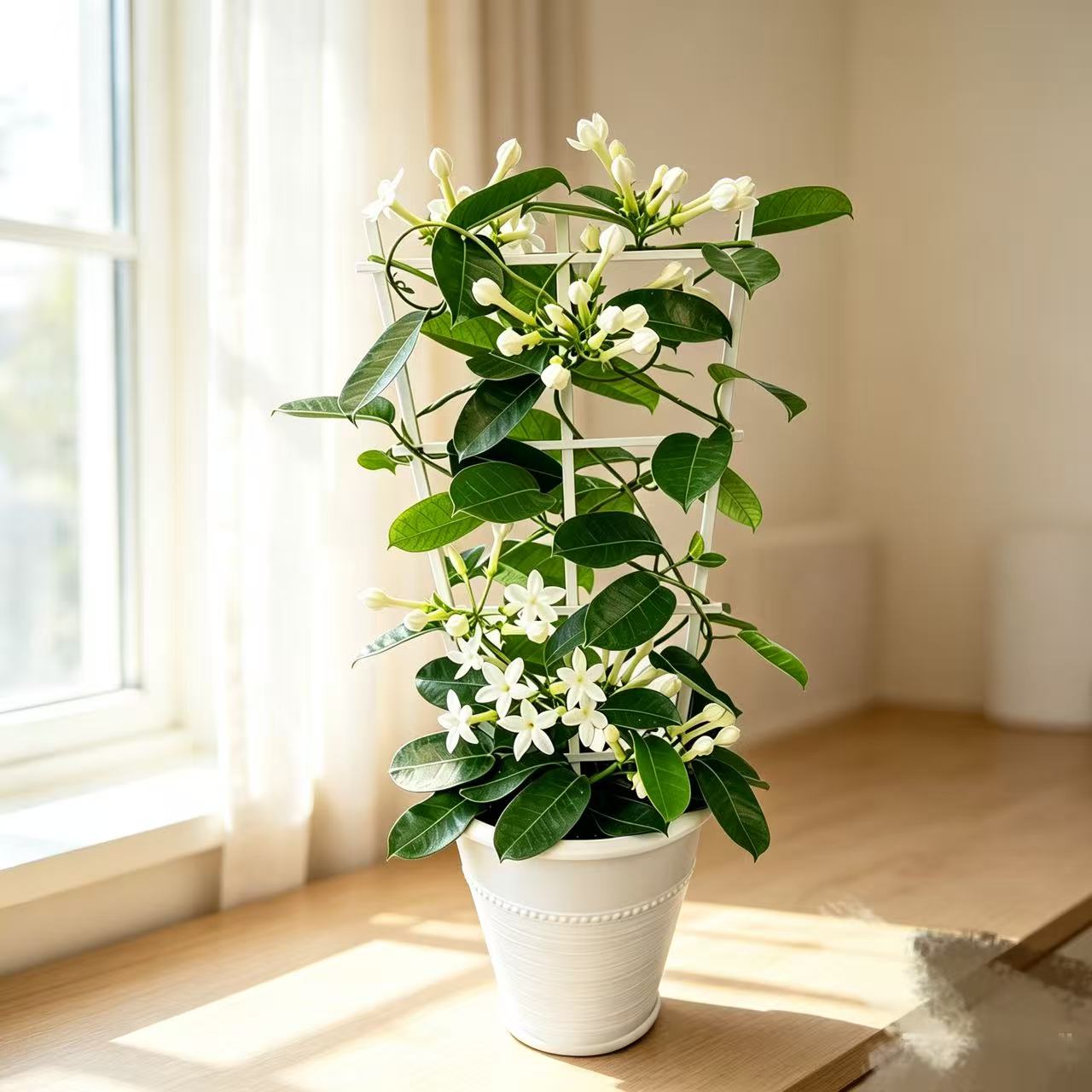 马达加斯加茉莉花苗耐热常年开花
