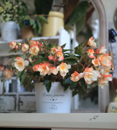 进口欧洲 雅典娜海棠 景观海棠 超级耐寒耐热花期长盆栽庭院阳台