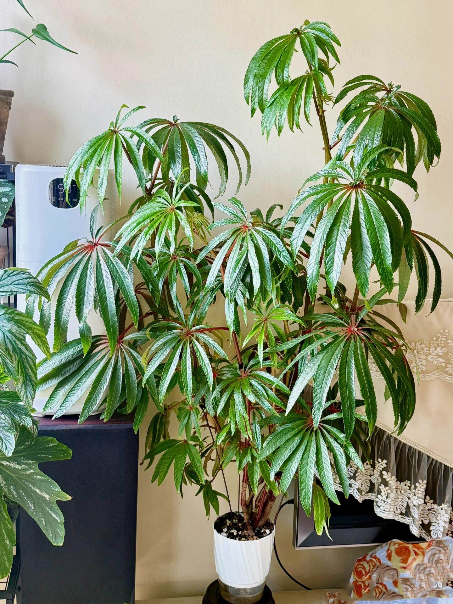 热植 华丽秋海棠 盆栽办公室 网红观叶绿植ins风装饰植物低维护