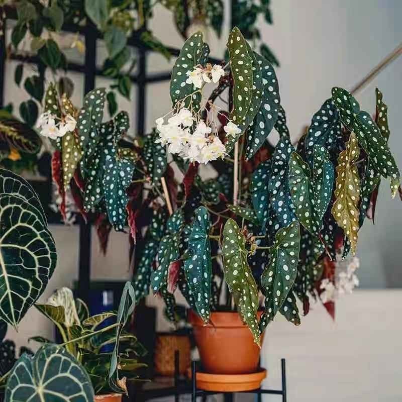 鳟鱼秋海棠粉旗鱼海威进口 ins风网红绿植盆栽室内阳欧式植物花卉,鲜花速递/花卉仿真/绿植园艺,时令草本花卉,淘宝优惠券,粉丝福利购,淘宝优惠卷